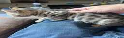 Bengal cats for sale: Stunning Bengal Kittens Only 1 left - Advert 15