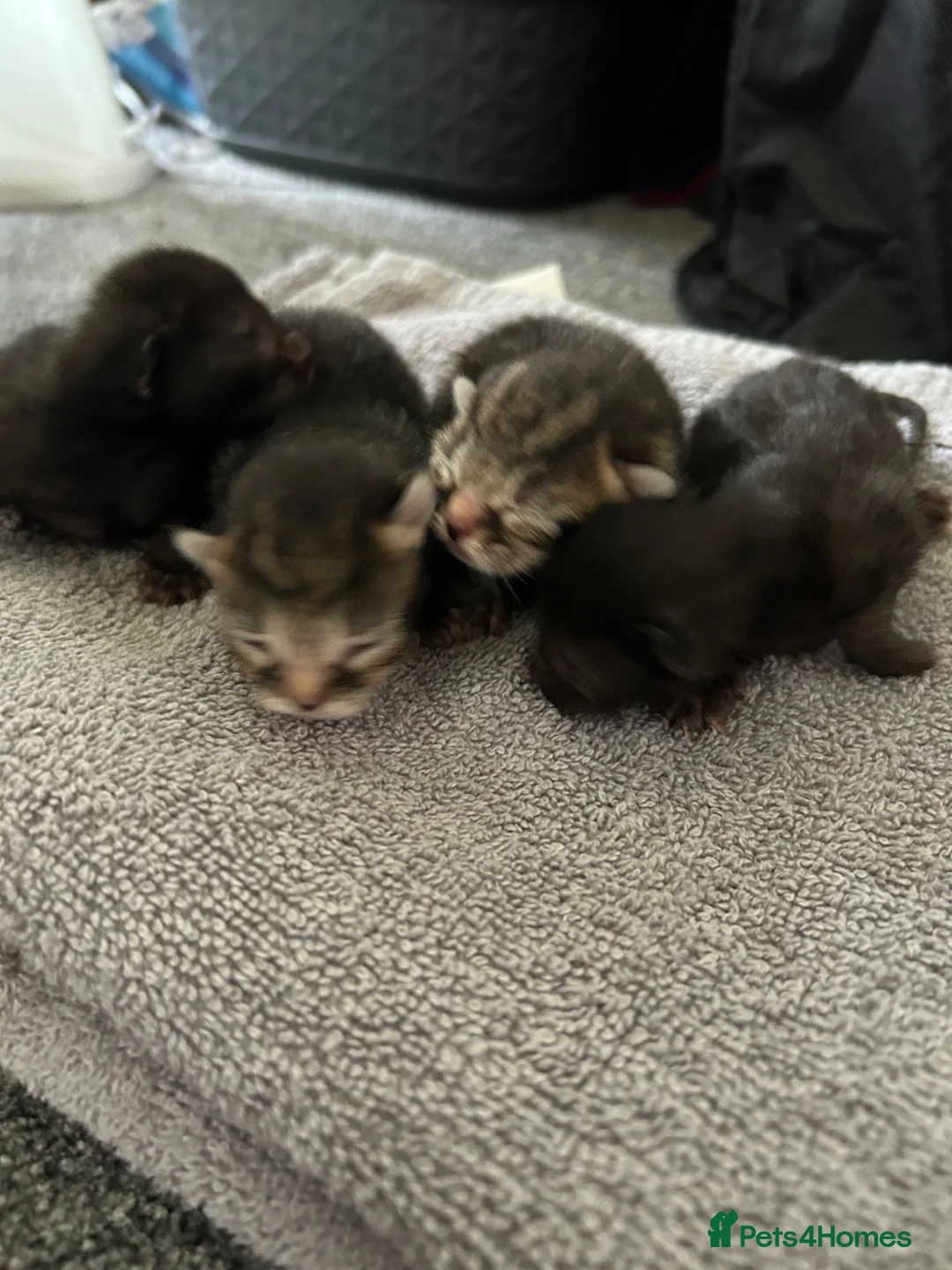 British Shorthair cats for sale: Beautiful, friendly kittens for sale (1 boy left) in Petworth - Advert 2