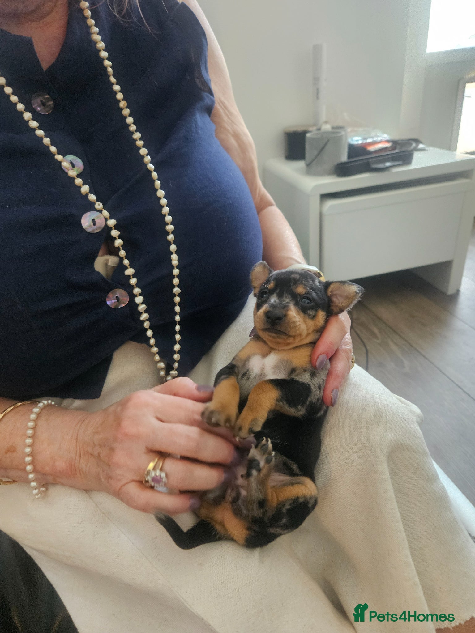 Miniature Pinscher dogs Miniature Pincher with Prague Ratter lineage - Advert 1