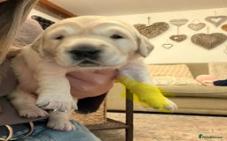 Golden Retriever dogs for sale: KC Reg Golden Retriever Pups - CHAMPION Bloodlines - Image 33