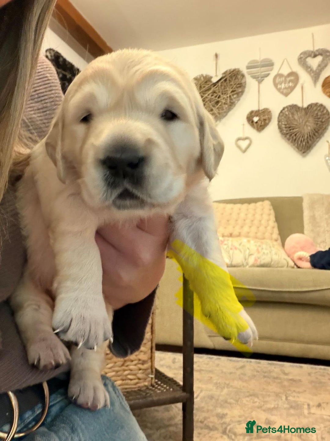 Golden Retriever dogs for sale: KC Reg Golden Retriever Pups - CHAMPION Bloodlines - Image 33