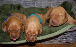 Labrador Retriever dogs for sale: 🐾 KC Registered Fox Red Lab Puppies 🐾 - Image 12