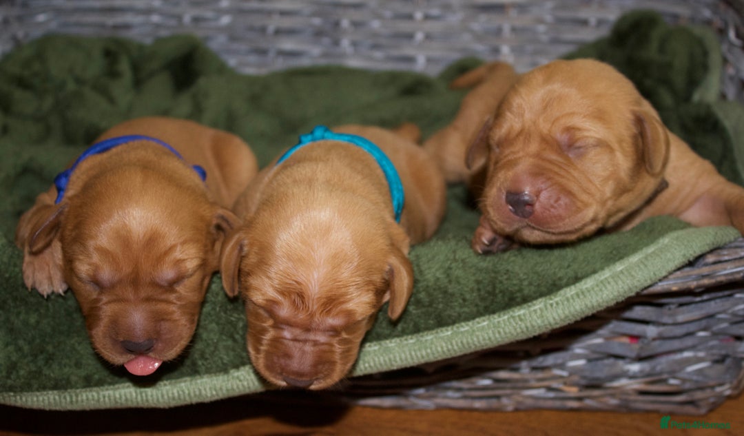 Labrador Retriever dogs for sale: 🐾 KC Registered Fox Red Lab Puppies 🐾 - Image 12