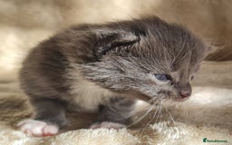 Maine Coon cats for sale: MAINE COONE KITTENS POLYDACTYL&NON POLYDACTYL   - Advert 22