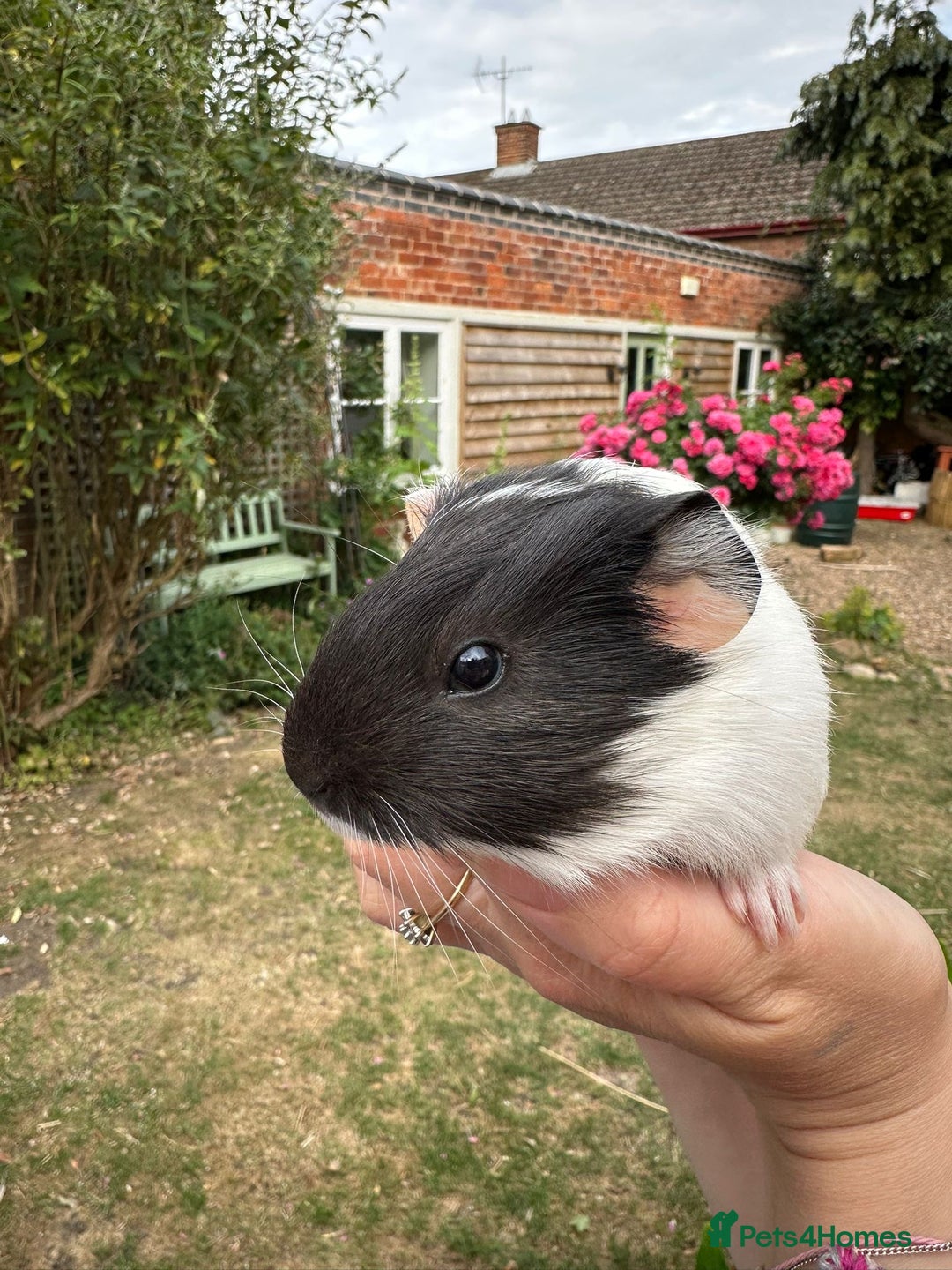 Guinea Pig rodents for sale: Two boy guinea pigs  - Image 2