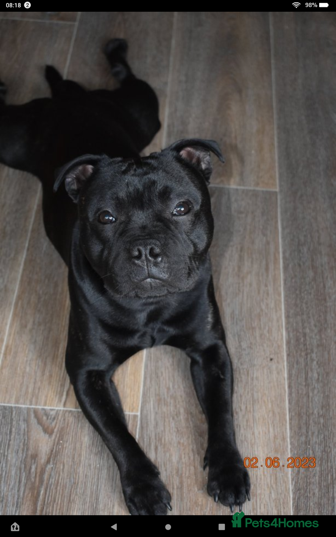 Staffordshire Bull Terrier dogs for sale: Kc registered Staffordshire Bull terrier pups - Image 3