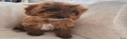 Cavapoo dogs for sale: Cavapoobabiesuk litter has arrived - Advert 9