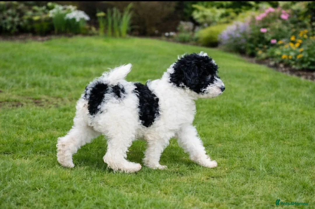 Mixed Breed dogs for sale: F1B MINI GOLDENDOODLES READY NOW  - Advert 2