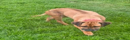 Rhodesian Ridgeback dogs for sale: FEMALE RHODESIAN RIDGEBACK in Doncaster - Advert 1