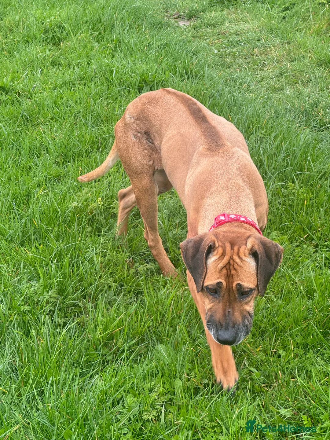 Rhodesian Ridgeback dogs for sale: FEMALE RHODESIAN RIDGEBACK in Doncaster - Advert 1