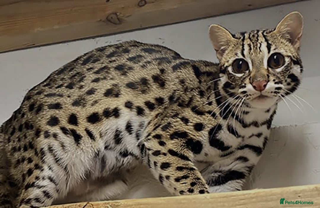 Bengal cats for sale: Bengal X Kittens High % Wild Asian Leopard Cat.  - Image 14