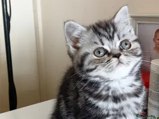 British Shorthair cats Bsh. Silver Classic Tabby. - Advert 4