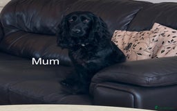 Cockapoo dogs for sale: F1 cockapoo puppies - Image 16