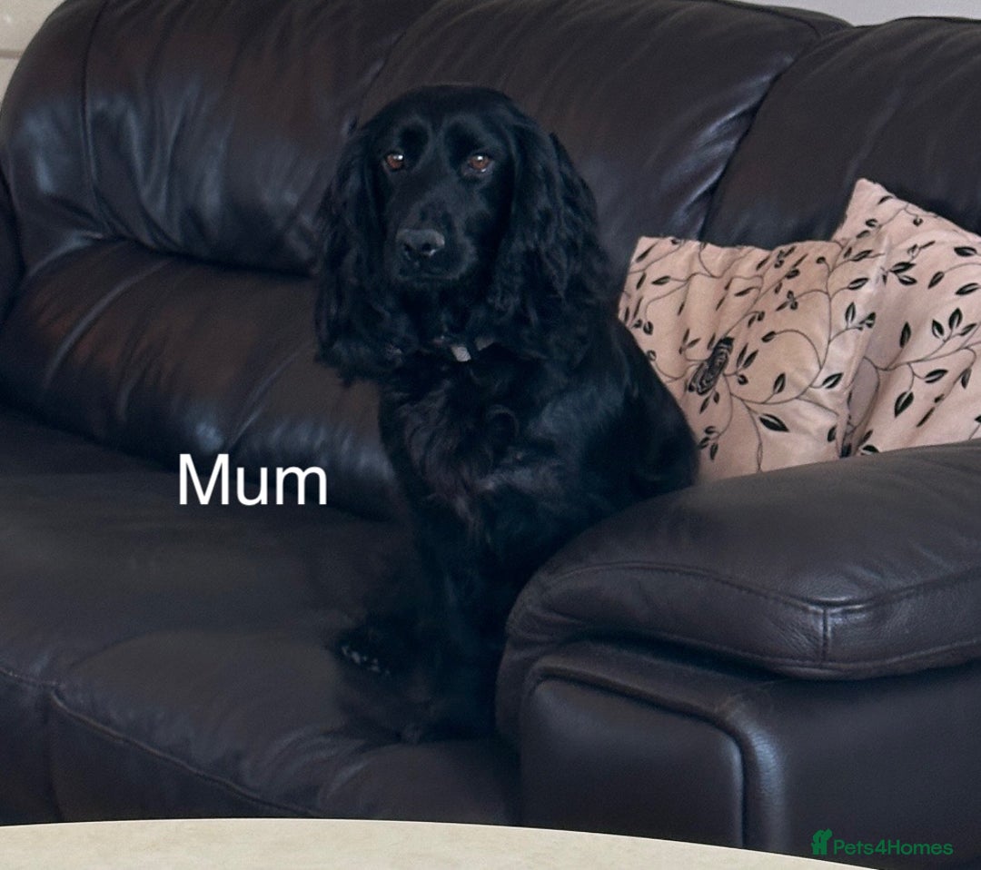 Cockapoo dogs for sale: F1 cockapoo puppies - Image 16