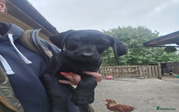 Mixed Breed dogs for sale: Exceptional Weimador pups  - Image 1
