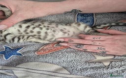 Mixed Breed cats for sale: Mixed bengal kittens  - Image 32