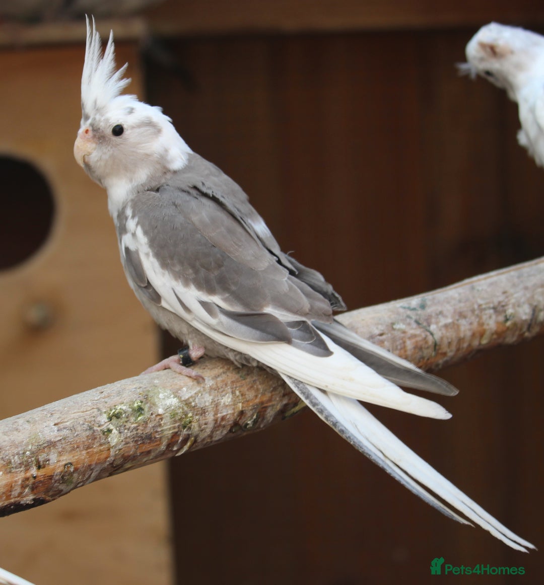 Cockatiels birds for sale: Young Whiteface Cockatiels for Sale in Southport - Advert 2