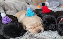 Labrador Retriever dogs for sale: Stunning labrador puppies from good working lines - Advert 25