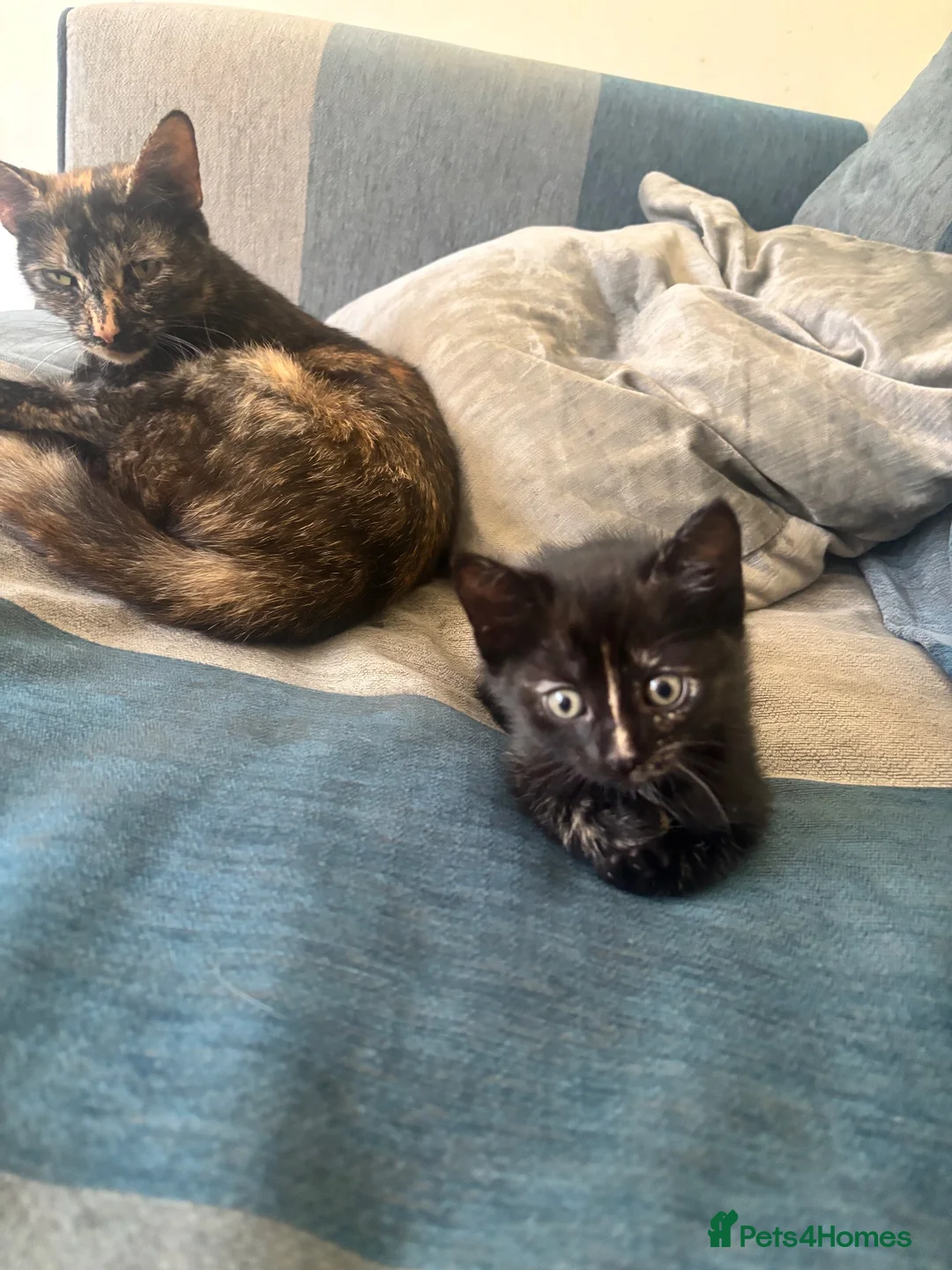 Mixed Breed cats for sale: Three kittens ready for their forever home - Advert 1