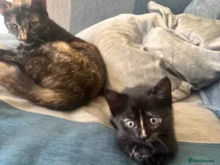 Mixed Breed cats Three kittens ready for their forever home - Advert 1