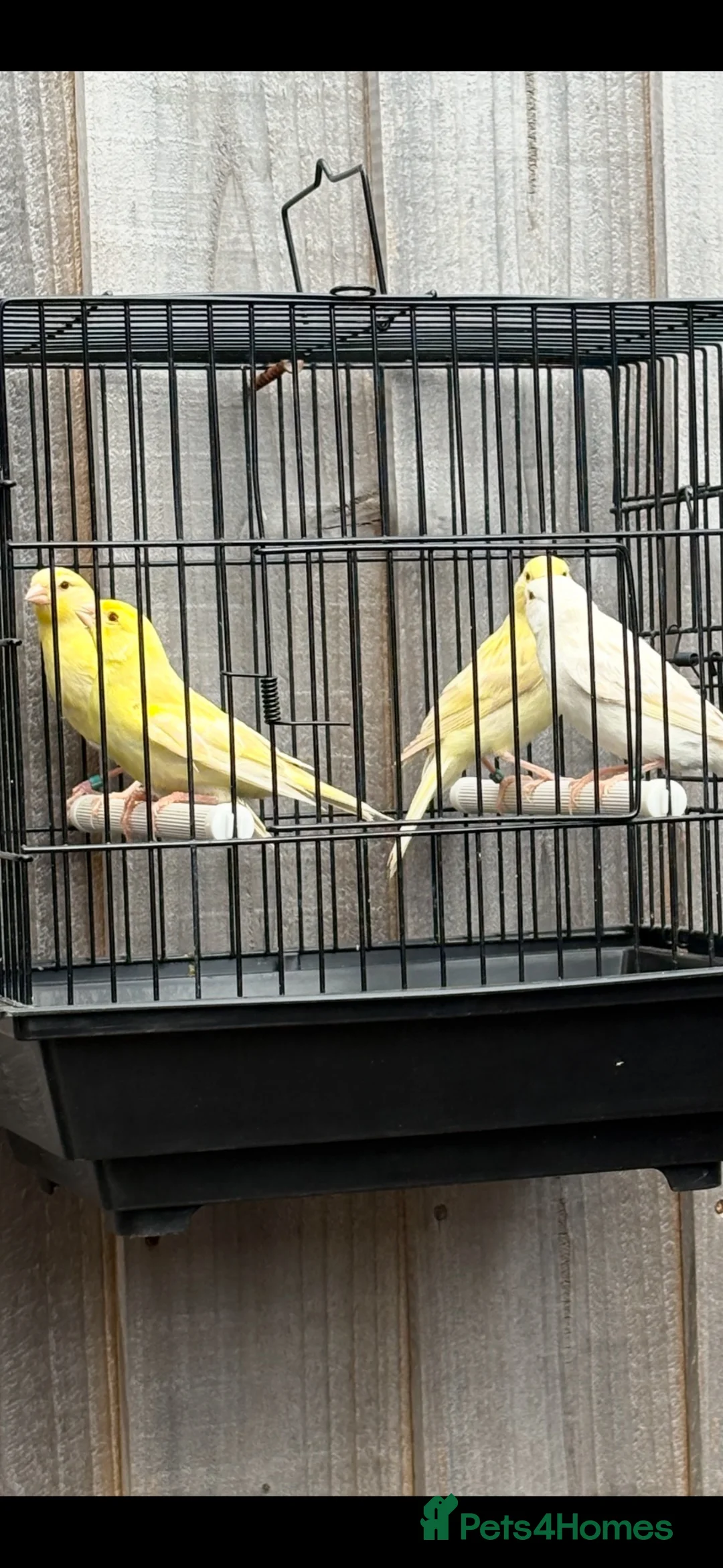 Canaries birds for sale: 4 young Red Eyed Satinette canaries  - Advert 1