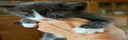 Mixed Breed cats for sale: Beautiful Russian blue British shorthair cross  - Advert 5