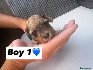 Cavapoo dogs F1 Cavapoo puppies for sale - Advert 3