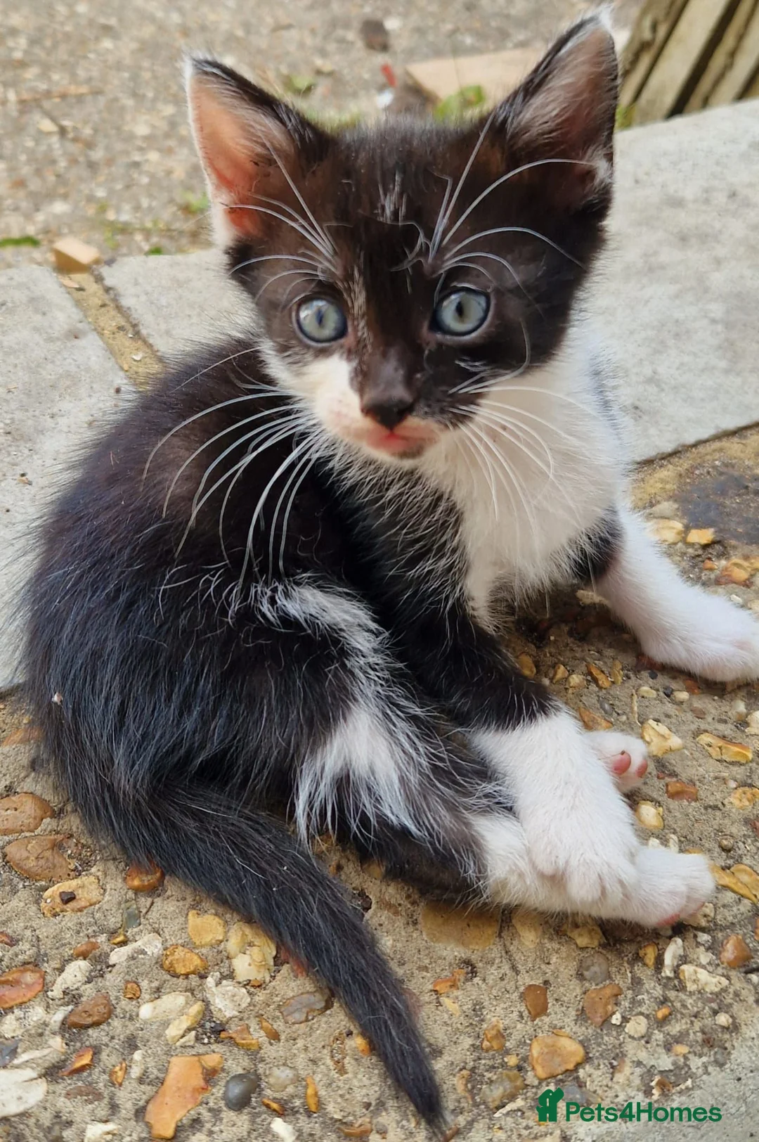 Mixed Breed cats for sale: Beautiful strikingly marked kittens  - Advert 2