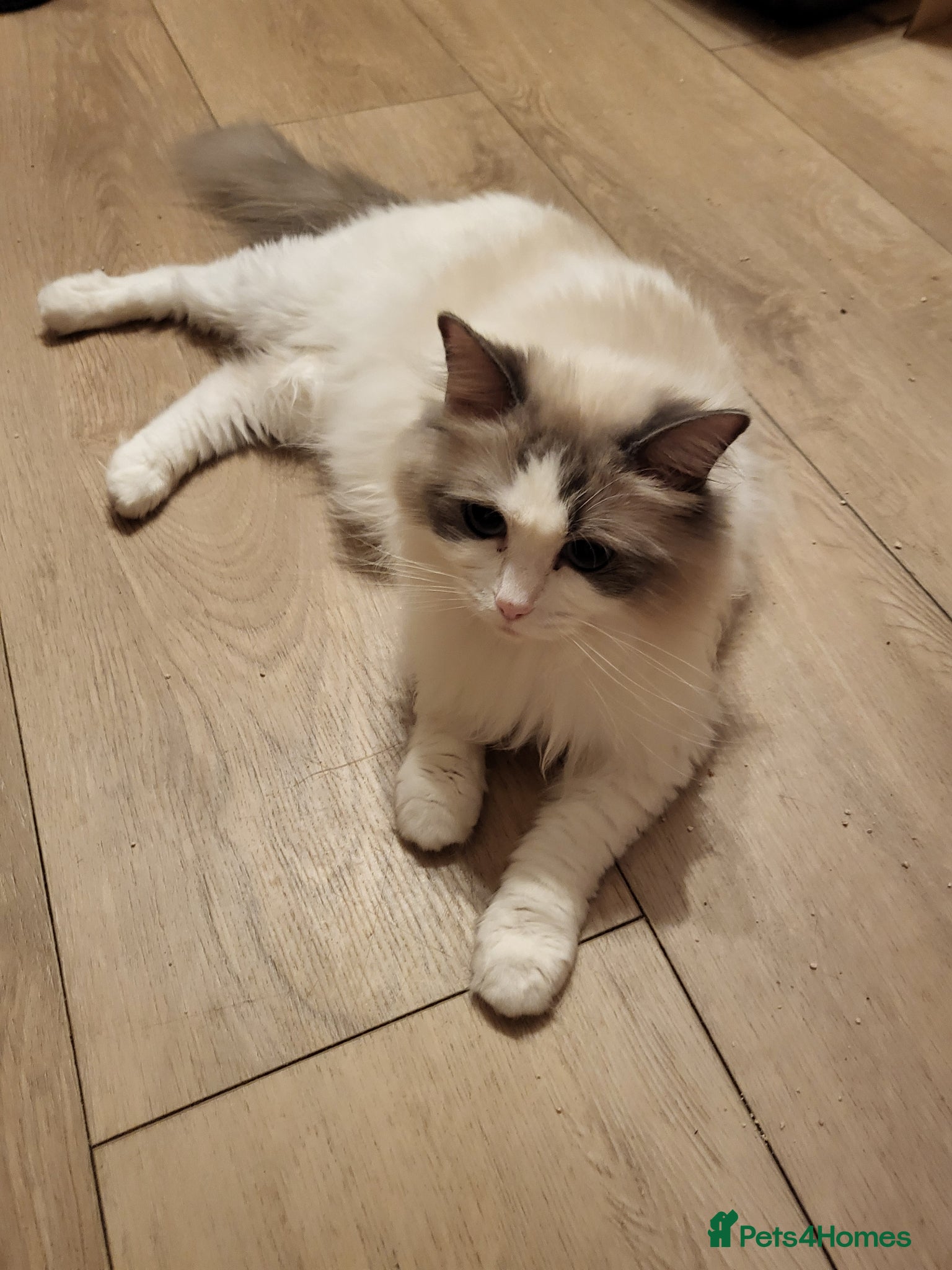 Ragdoll cats for sale: Exquisite pure ragdoll kittens  - Advert 4