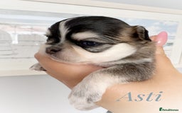 Chihuahua dogs for sale: KC rare husky marking chihuahua puppies Thai lines - Image 6