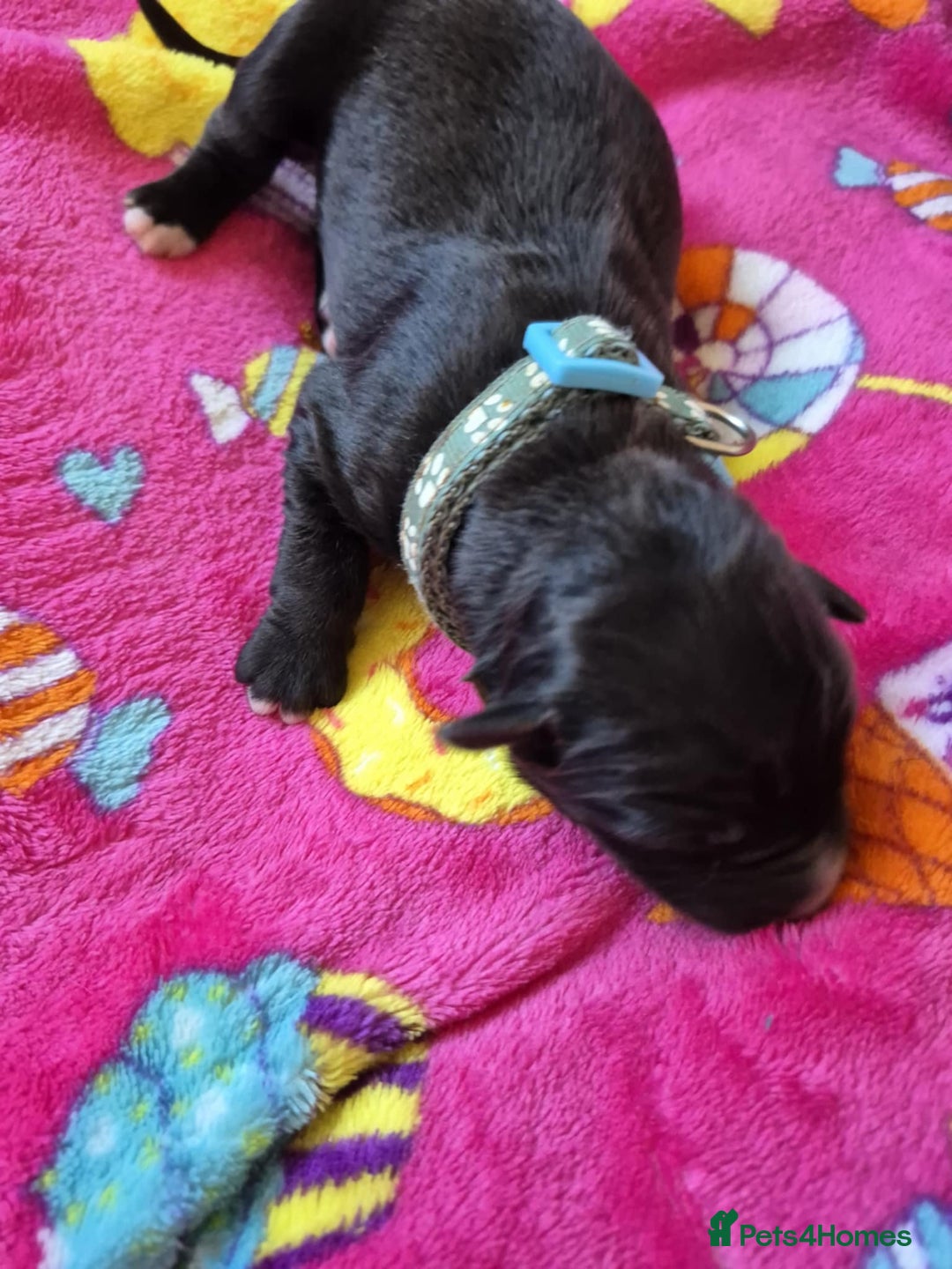 Mixed Breed dogs for sale: Mixed breed puppies for sale  - Advert 16