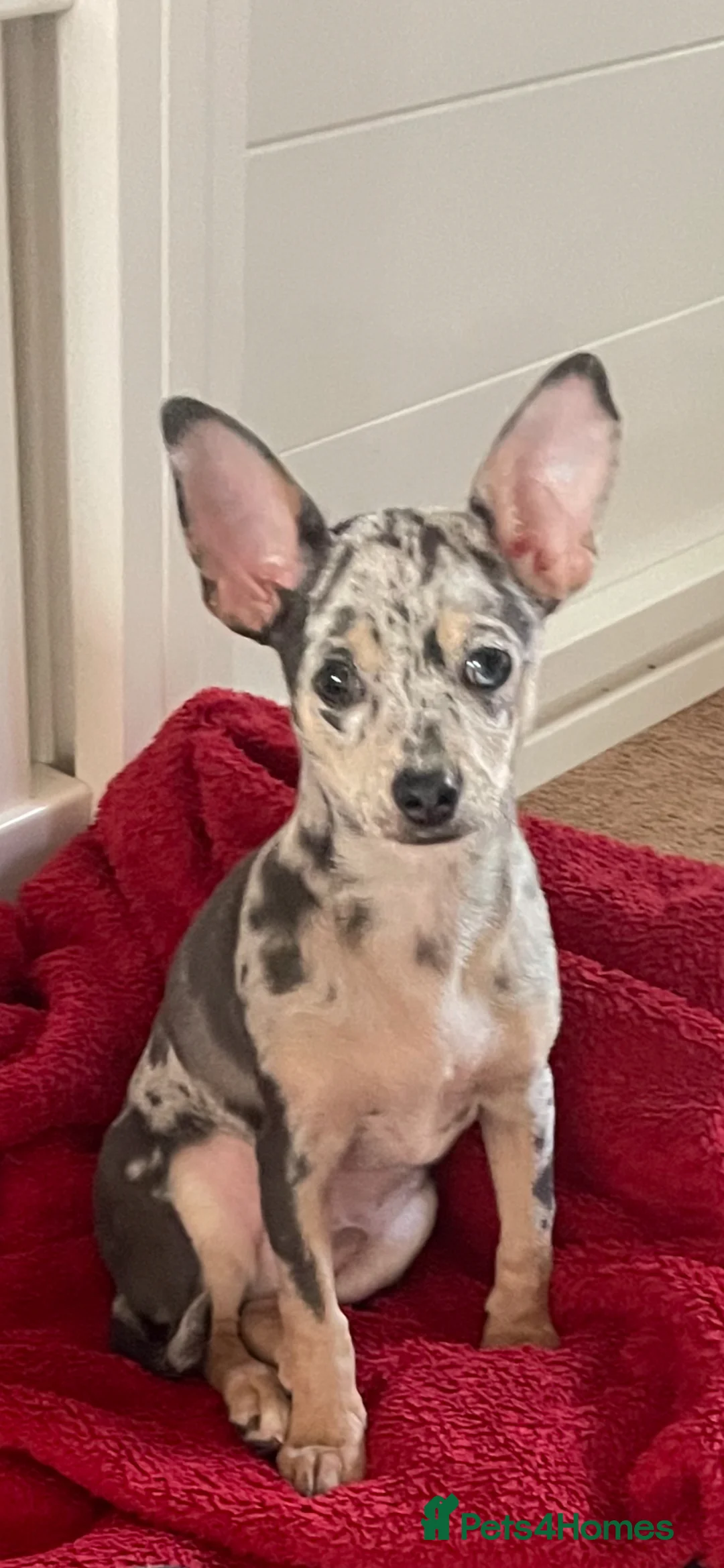 Chihuahua dogs for sale: Stunning Last Merle Boy - Advert 2