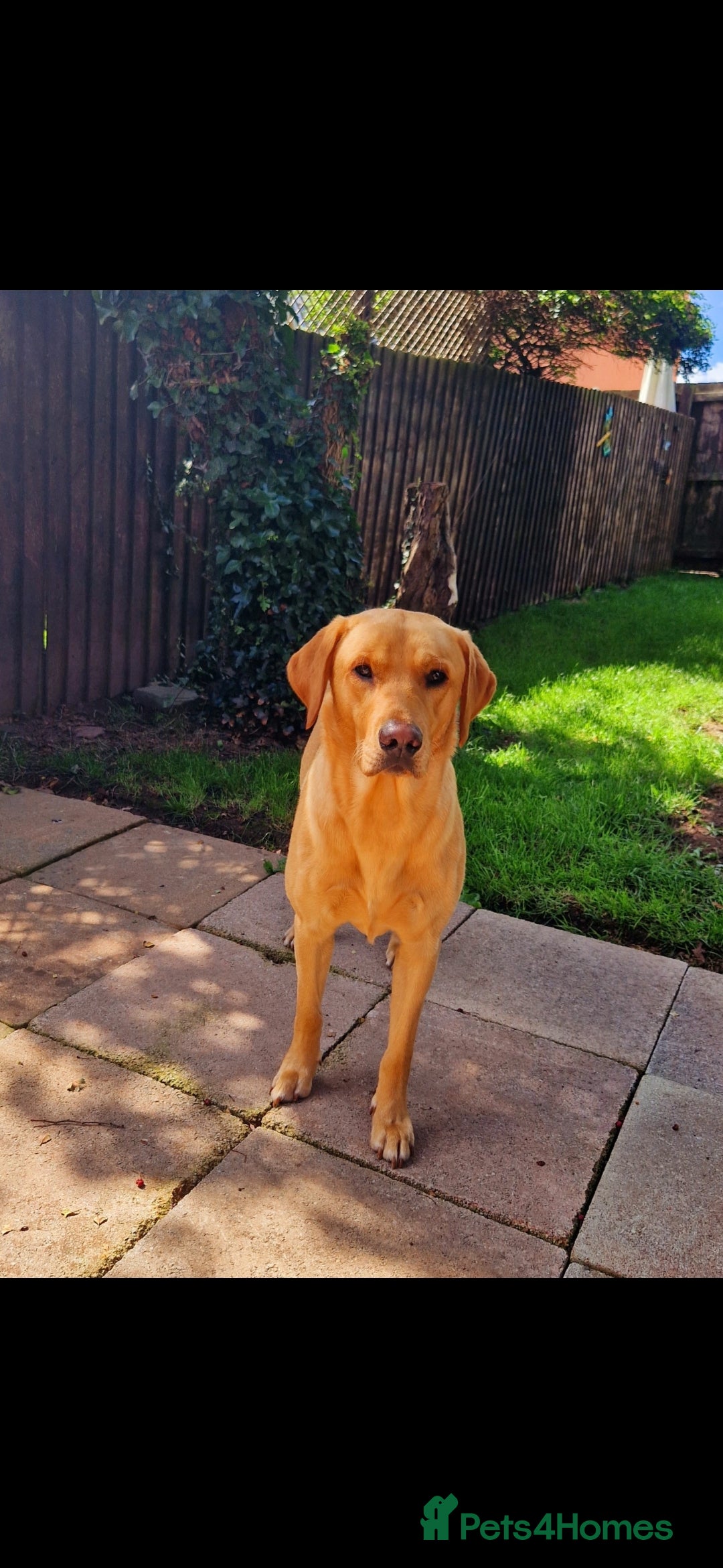 Labrador Retriever dogs for stud: Unproven Labrador Stud NO FEE. KC reg/BVA screened in Brecon - Advert 37