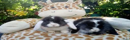 Mini Lop rabbits for sale: Pedigree mini lop.baby rabbits  - Advert 7