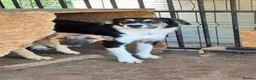 Mixed Breed dogs for adoption: Lou - north Walsham Norfolk  - Advert 9