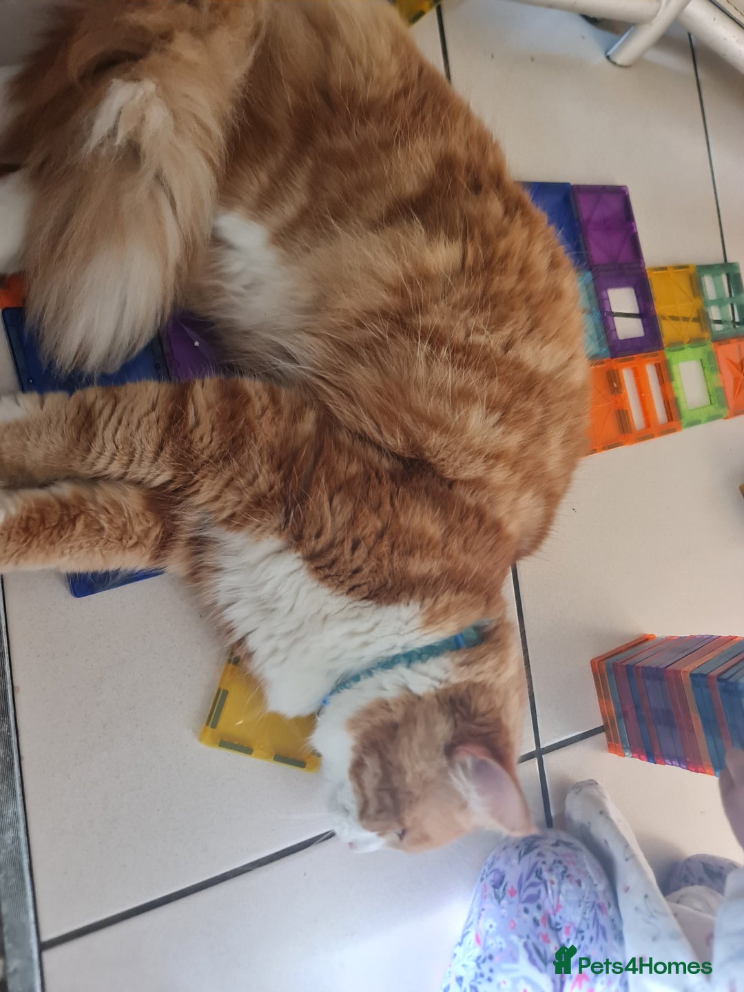 Mixed Breed cats for sale: Ginger long hair male cat - Advert 2