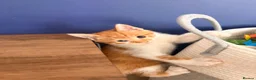 Mixed Breed cats for sale: 2 male kittens available now £100 - Advert 6