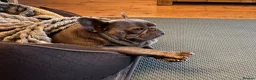 French Bulldog dogs for sale: Winnie requires her forever home (immigration) - Advert 3