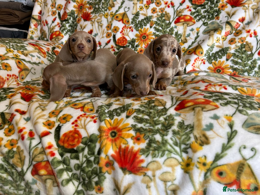 Miniature Dachshund dogs for sale: 5 Miniature dachshund  - Image 9