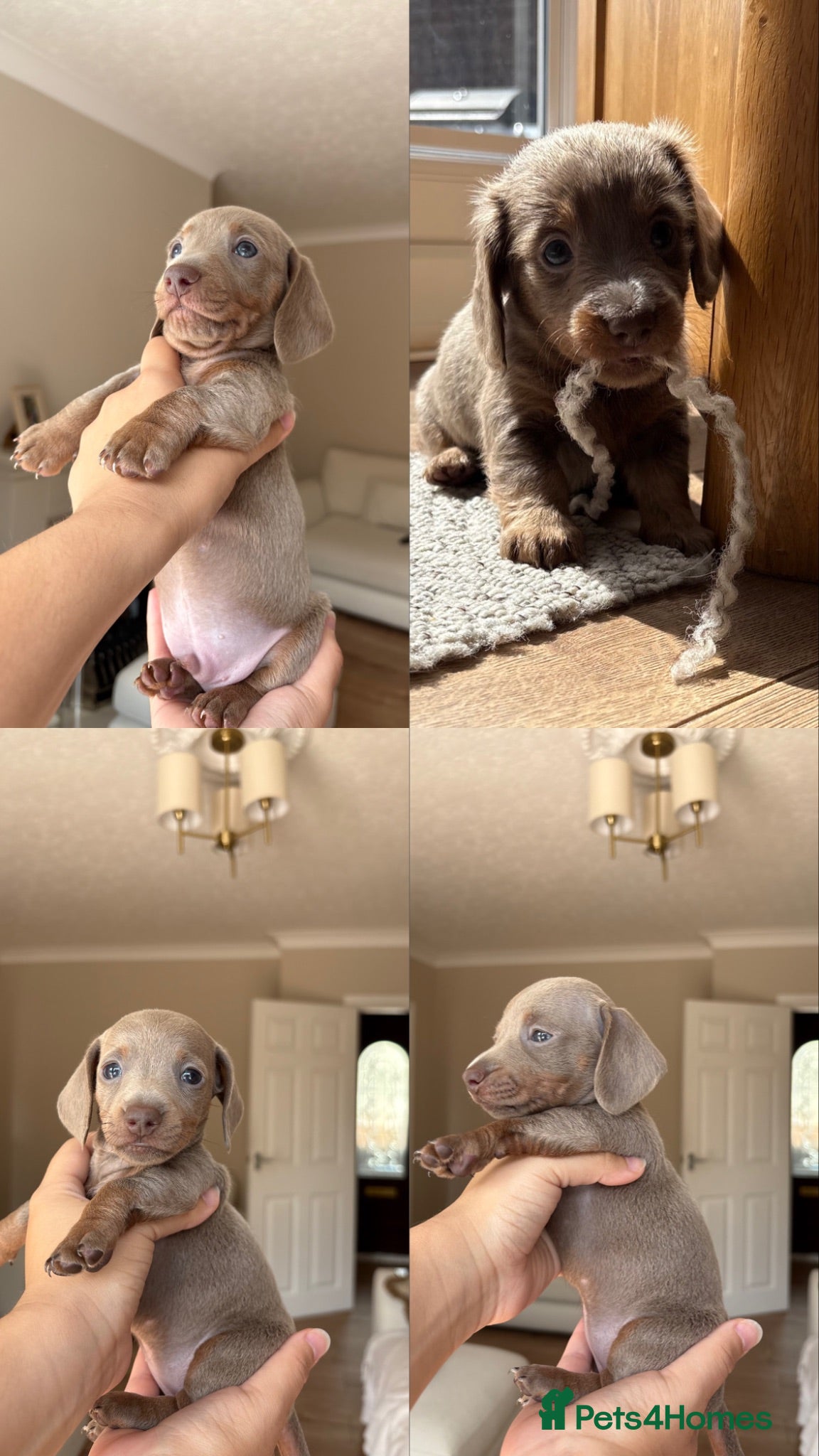 Miniature Dachshund dogs Mini dachshunds available  - Advert 6