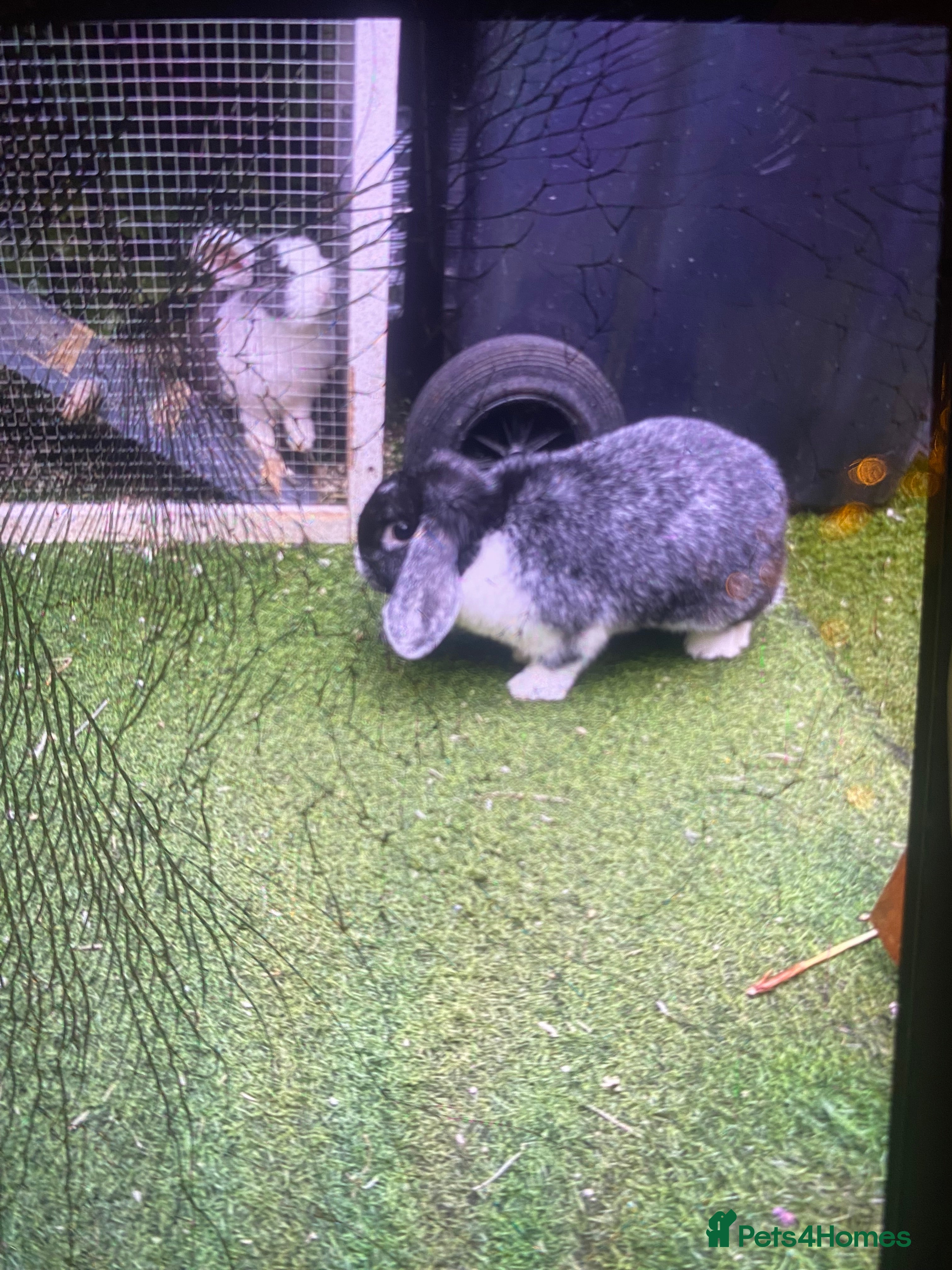 Mixed Breed rabbits white  black female rabbit  - Advert 8