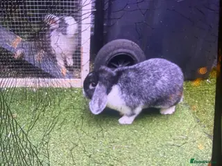 Mixed Breed rabbits white black female rabbit - Advert 8