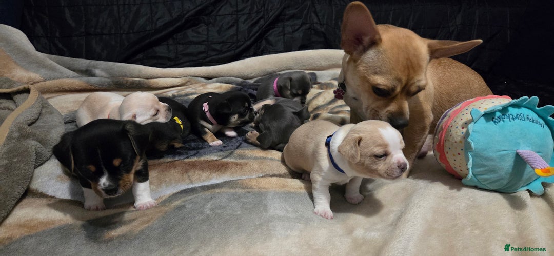 Mixed Breed dogs for sale: Adorable F1b Bullhuahua puppies - Image 7