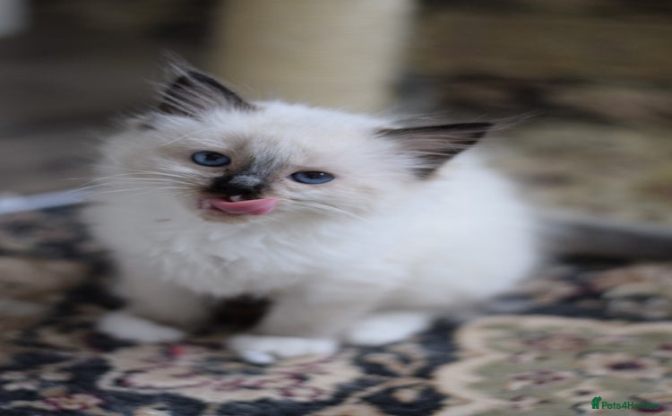 Ragdoll cats - Advert 5