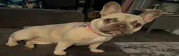 French Bulldog dogs for sale: Female frenchie rehome - Advert 10