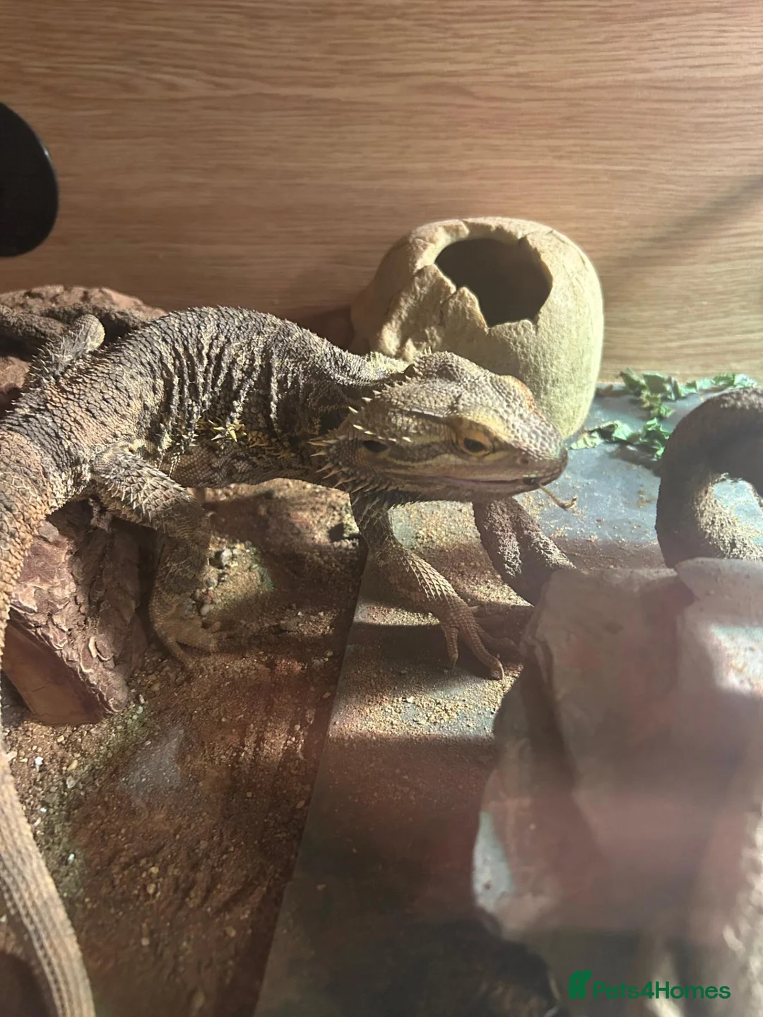 Bearded Dragon reptiles for sale: Well-loved Beardy free to the right person! in Berkhamsted - Advert 5