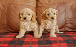 Cavapoo dogs for sale: Quality Health Tested F1 Cavapoo Puppies - Advert 4