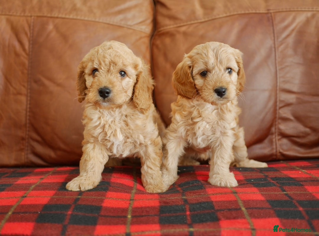 Cavapoo dogs for sale: Quality Health Tested F1 Cavapoo Puppies - Advert 4