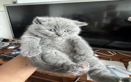 British Shorthair cats for sale: ✨ GCCF/TICA Stunning BSH Kittens – Blue&Bicolour ✨ - Image 3
