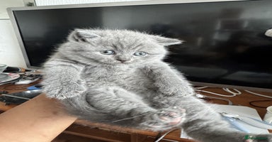 British Shorthair cats - Advert 15